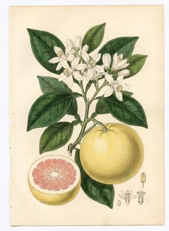Verdello Lemon botanical plate