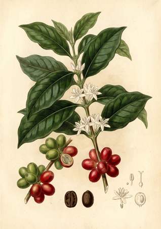 Coffee botanical plate