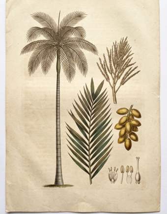 Colombian Foxtail Palm botanical plate