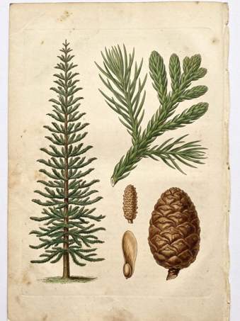 Cook Pine botanical plate