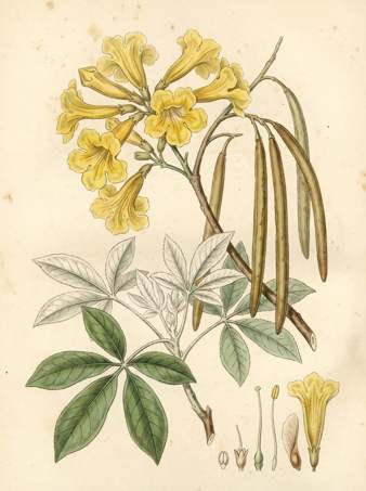 Cortez Amarillo botanical plate