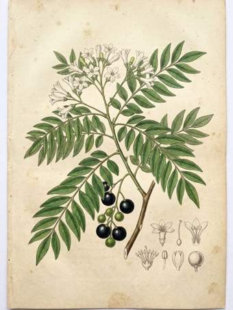 Curry Leaf botanical plate