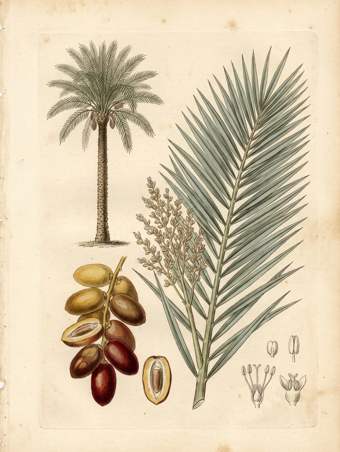 Date Palm botanical plate