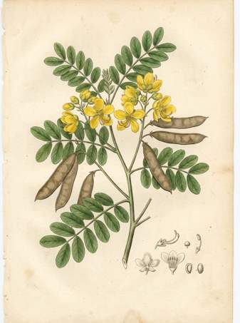 Desert cassia (scrambled egg tree) botanical plate