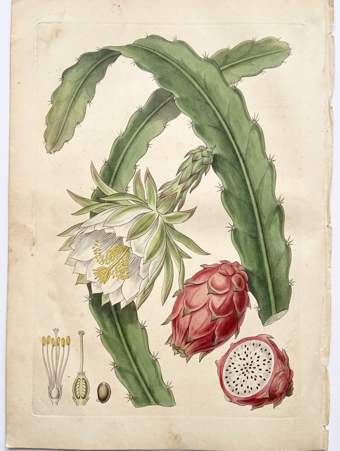 Dragon Fruit botanical plate