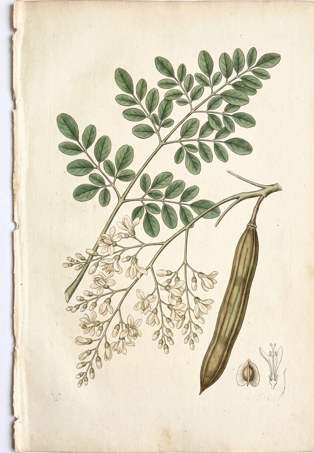 Drumsticks botanical plate