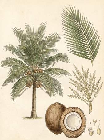 Dwarf Coconut Trees botanical plate