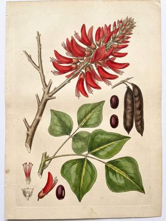 East Indian coral tree botanical plate