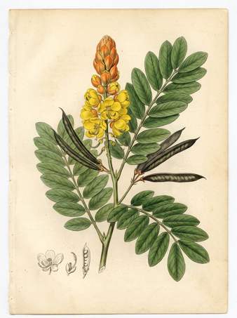 Emperor's Candlesticks botanical plate