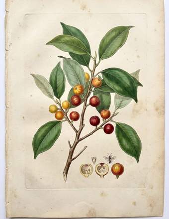 Ficus benjamina botanical plate