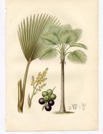 Fiji Fan Palm botanical plate