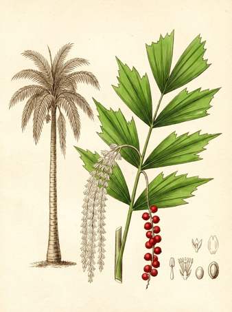 Fishtail Palm botanical plate