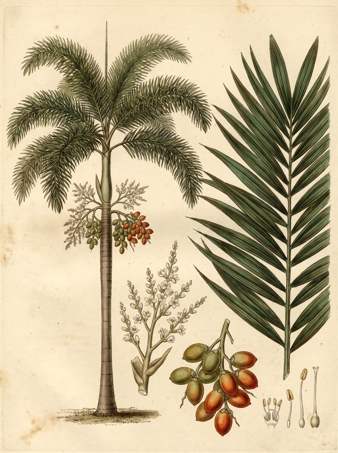 Foxtail Palm botanical plate