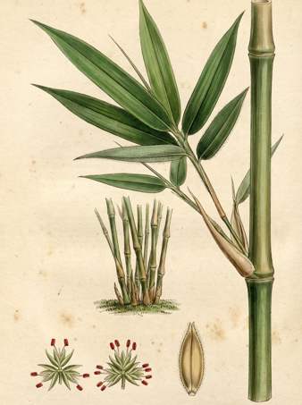 Gigantochloa Apus botanical plate