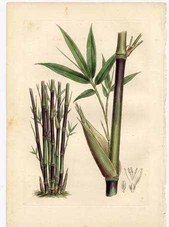 Gigantochloa Atroviolacea botanical plate