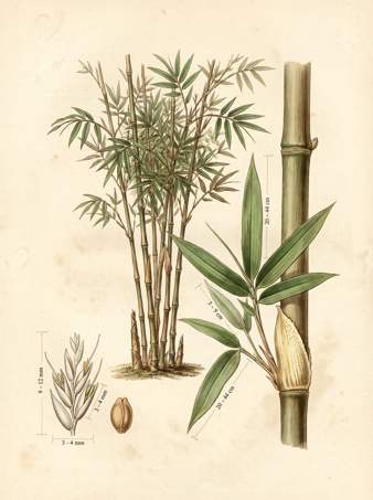Gigantochloa Atter botanical plate