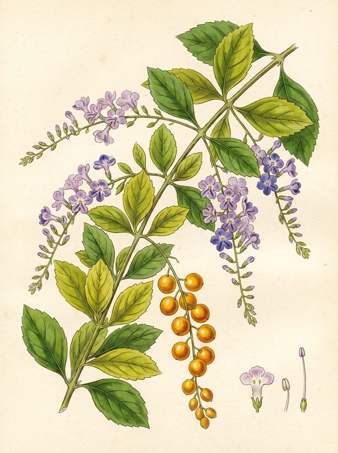 Golden dewdrops botanical plate
