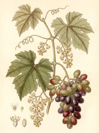 Grape botanical plate