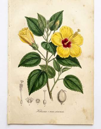 Green Hibiscus (yellow/red) botanical plate