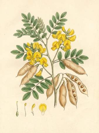 Guachipelin botanical plate