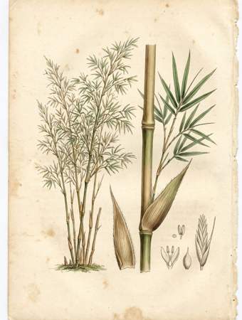 Guadua Angustifolia botanical plate