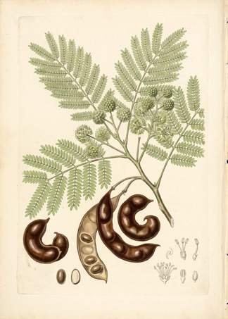 Guanacaste botanical plate