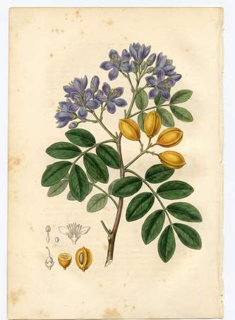 Guayacan real botanical plate