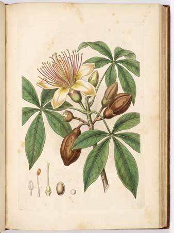 Guiana Chestnut botanical plate