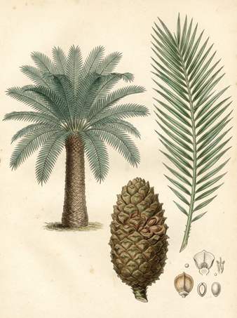 Gum Palm botanical plate