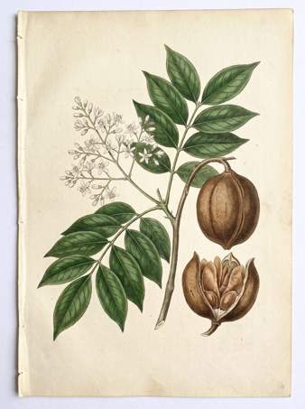 Honduran Mahogany botanical plate