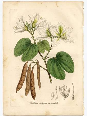 Hong Kong Orchid botanical plate