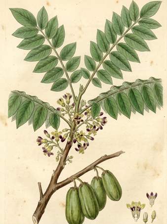 Indian cucumber tree,averrhea bilimbi botanical plate