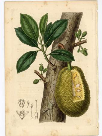 Jackfruit botanical plate