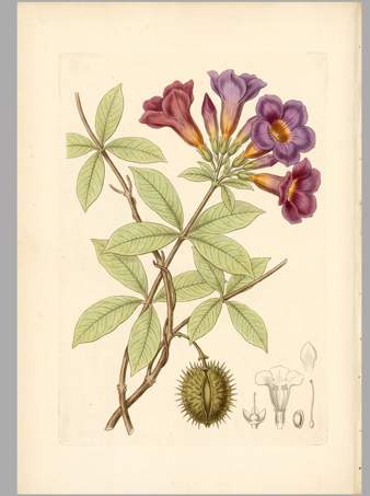 Jalapa morada botanical plate