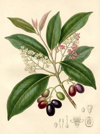 Java Plum botanical plate