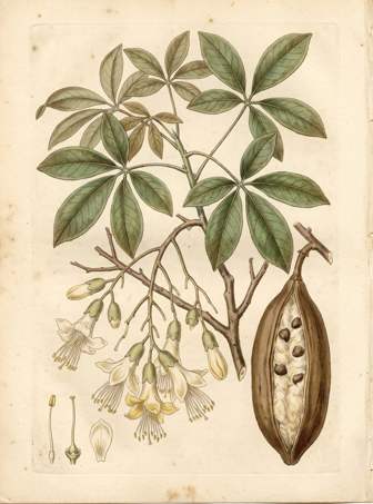 Kapok Tree botanical plate