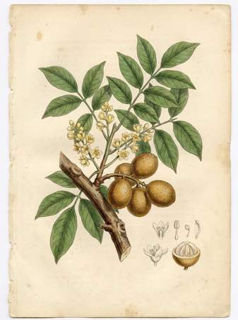 Langsat botanical plate