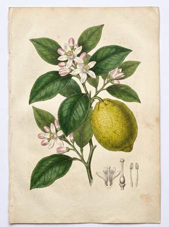 Lemon, Citron, Cider botanical plate