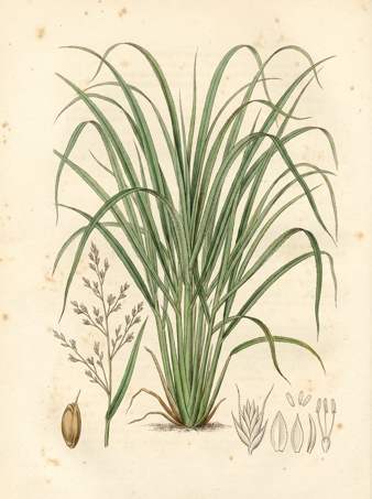 Lemongrass botanical plate