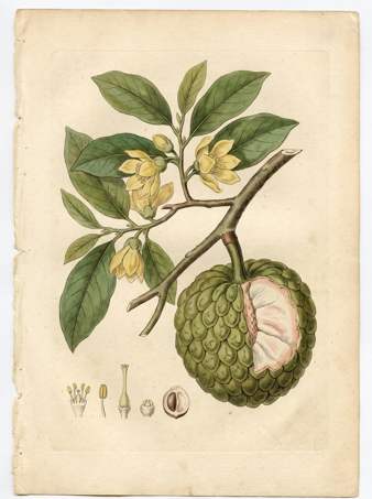 Lowland Cherimoya botanical plate