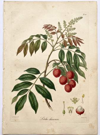 Lychee botanical plate