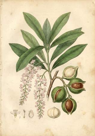 Macadamia botanical plate