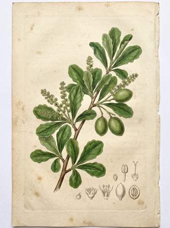 Madagascar Almond botanical plate