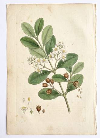 Madrono botanical plate