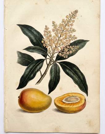 Mango botanical plate