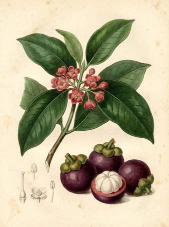 Mangosteen (purple) botanical plate