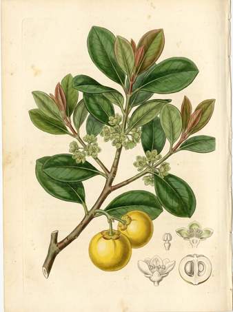 Mangosteen (yellow) botanical plate