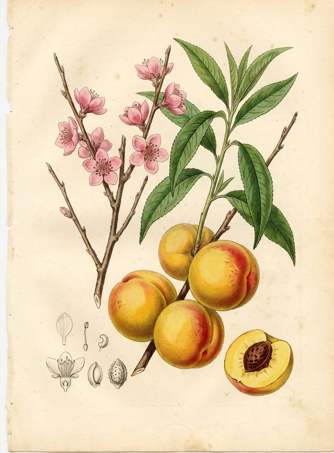 Melocoton (Peach) botanical plate