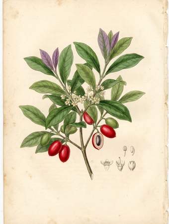 Miracle Fruit botanical plate