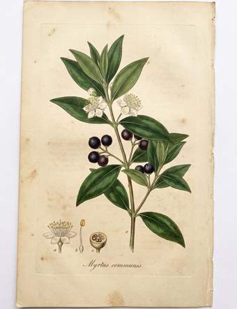 Mirto botanical plate